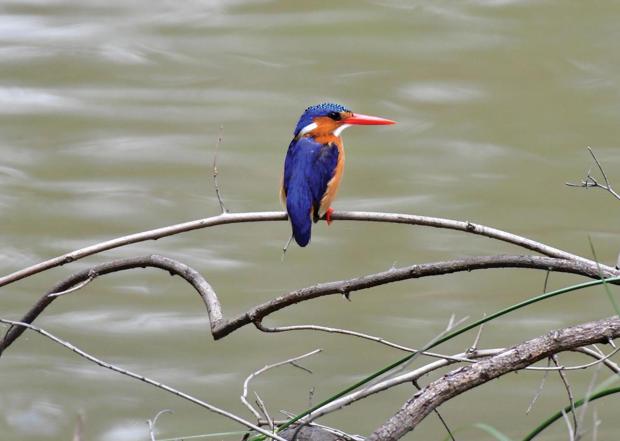 Madikwe River Lodge By Dream Resorts Madikwe Game Reserve Bagian luar foto