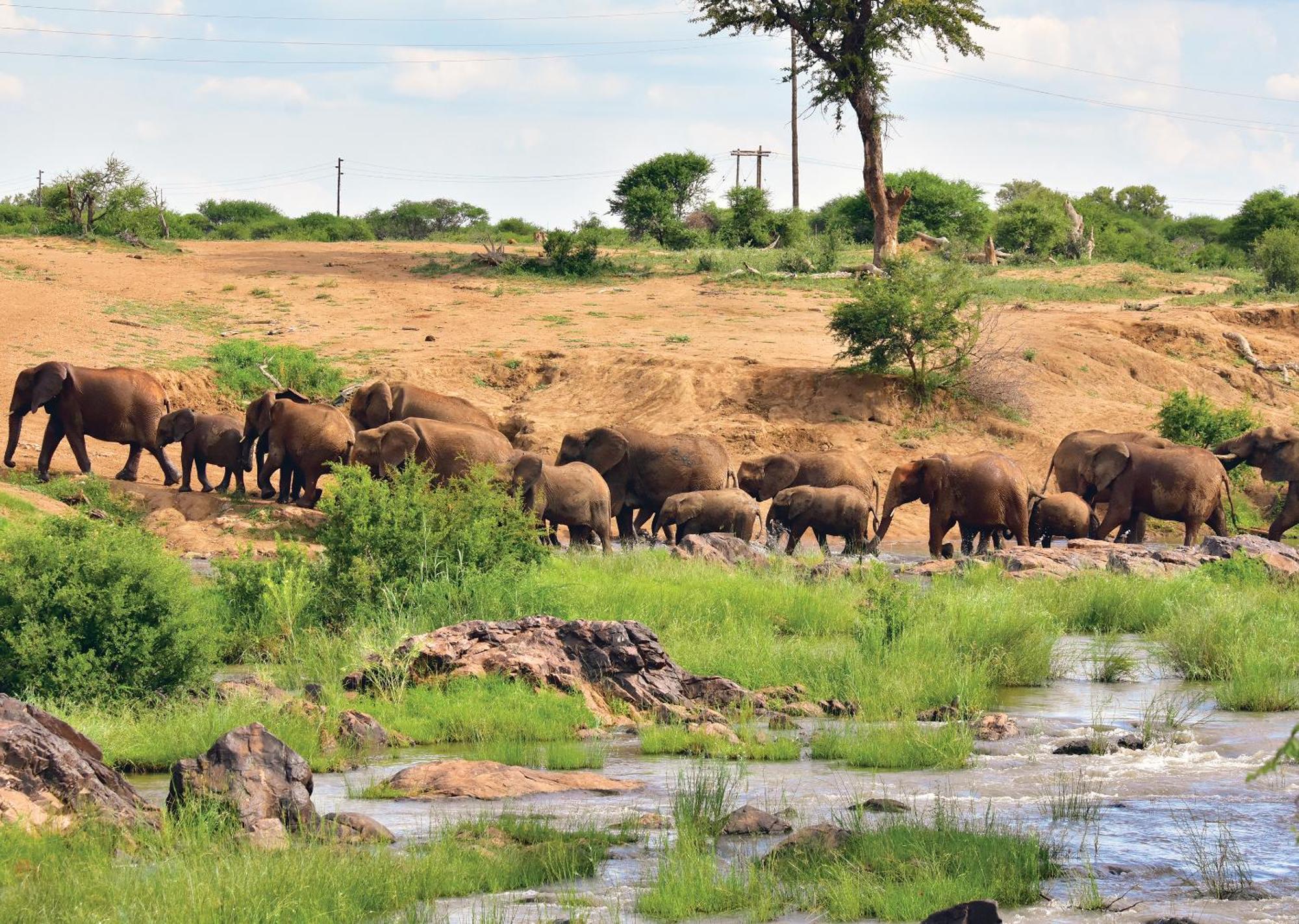 Madikwe River Lodge By Dream Resorts Madikwe Game Reserve Bagian luar foto