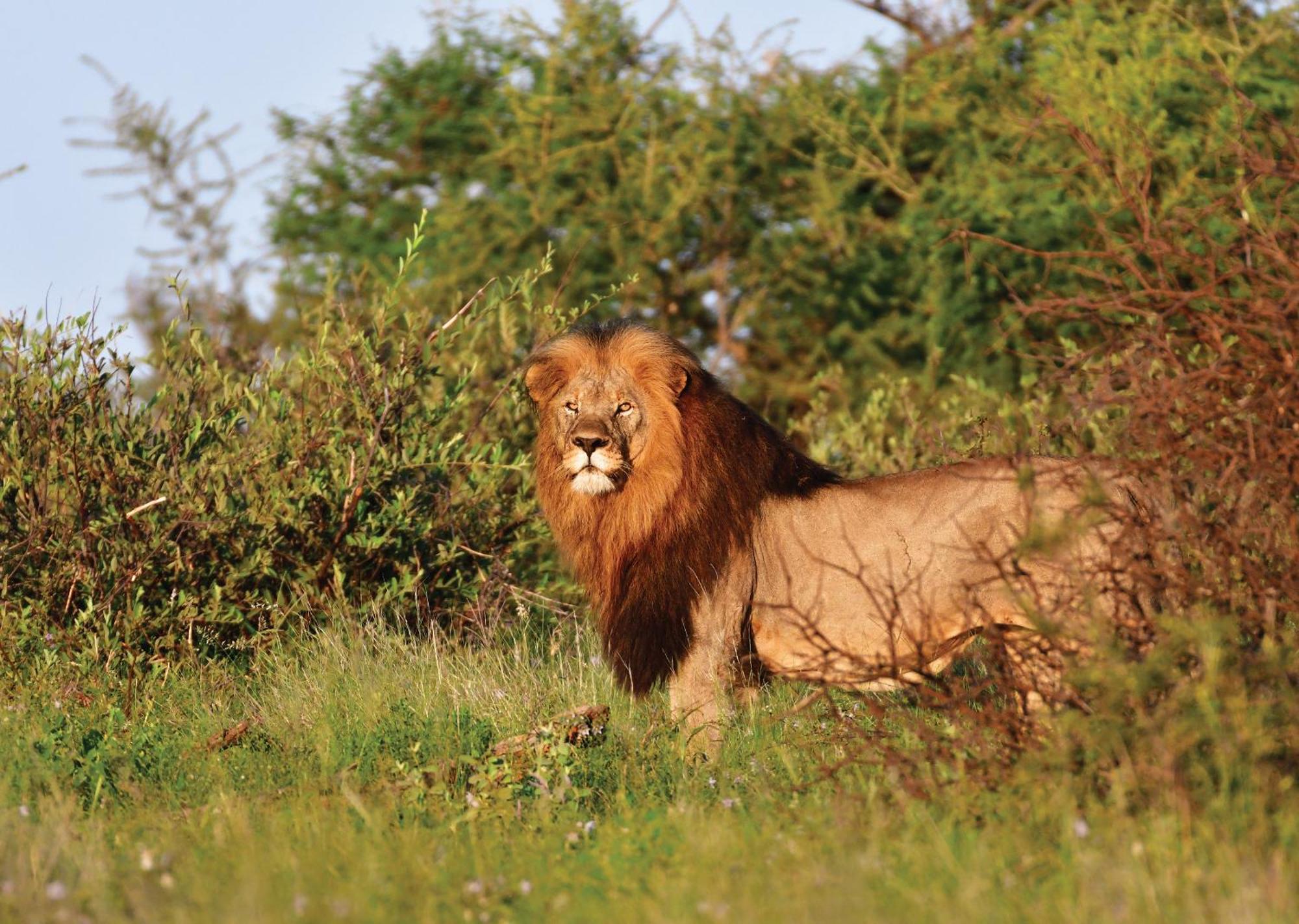 Madikwe River Lodge By Dream Resorts Madikwe Game Reserve Bagian luar foto