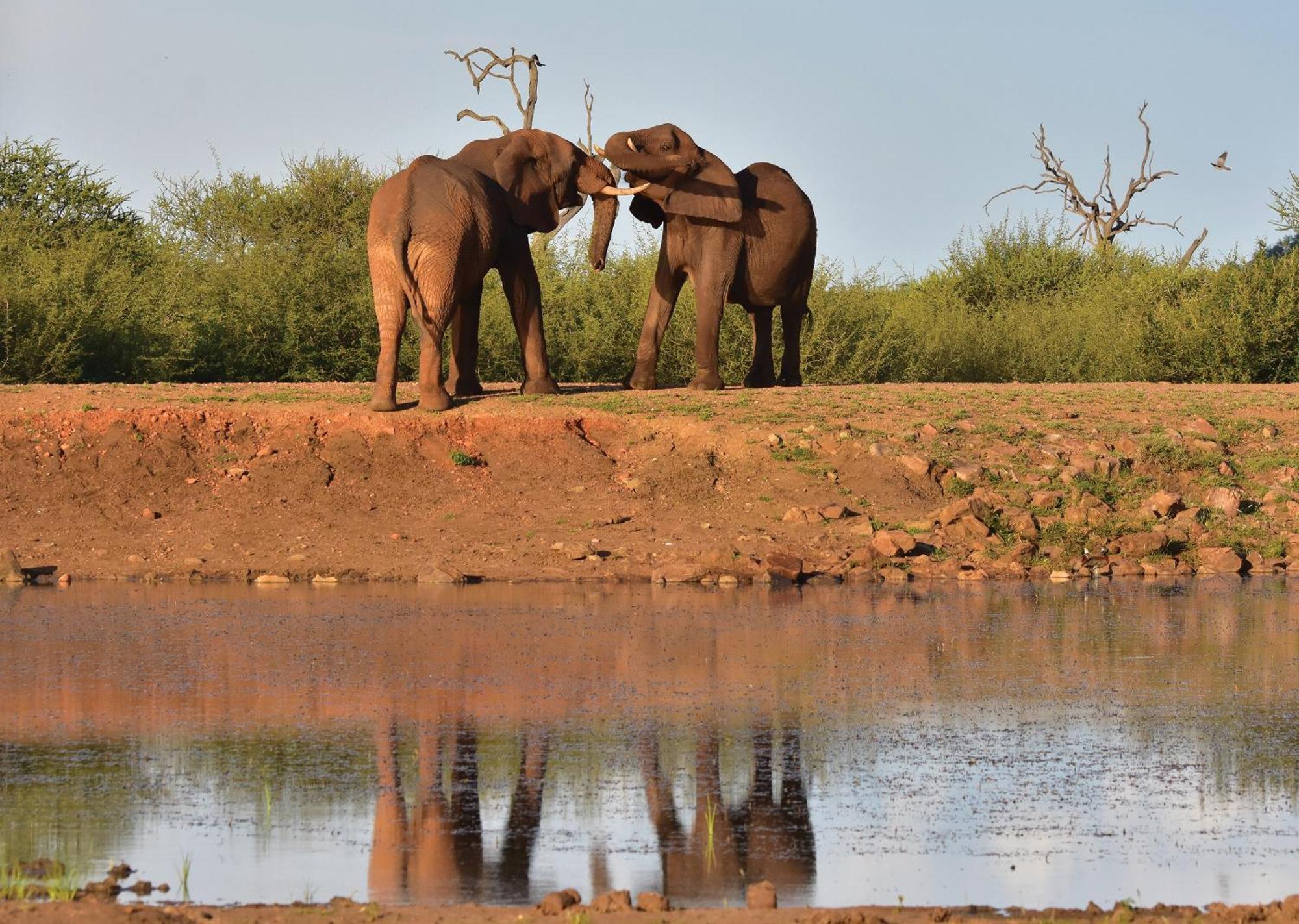 Madikwe River Lodge By Dream Resorts Madikwe Game Reserve Bagian luar foto