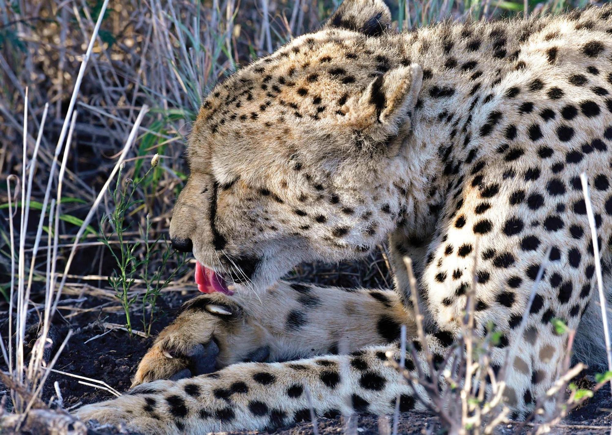Madikwe River Lodge By Dream Resorts Madikwe Game Reserve Bagian luar foto