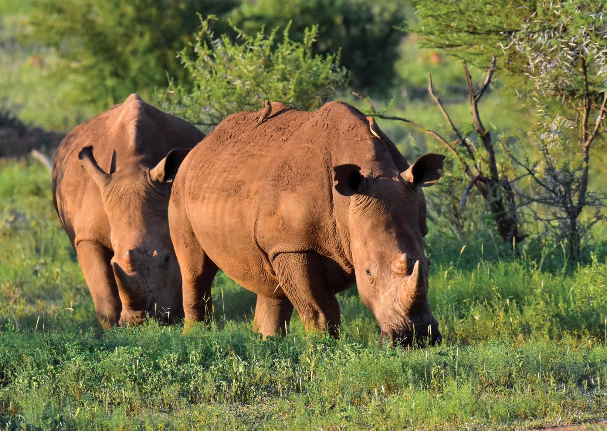 Madikwe River Lodge By Dream Resorts Madikwe Game Reserve Bagian luar foto