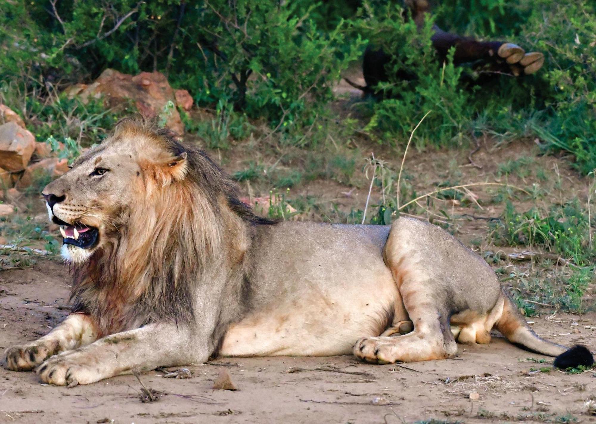 Madikwe River Lodge By Dream Resorts Madikwe Game Reserve Bagian luar foto