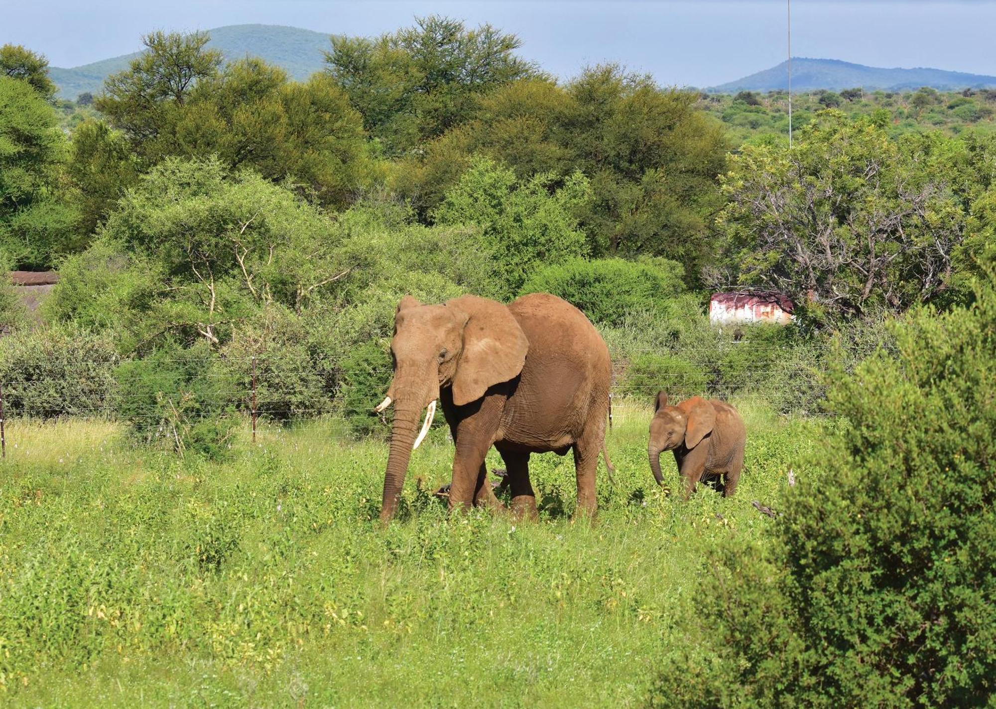 Madikwe River Lodge By Dream Resorts Madikwe Game Reserve Bagian luar foto