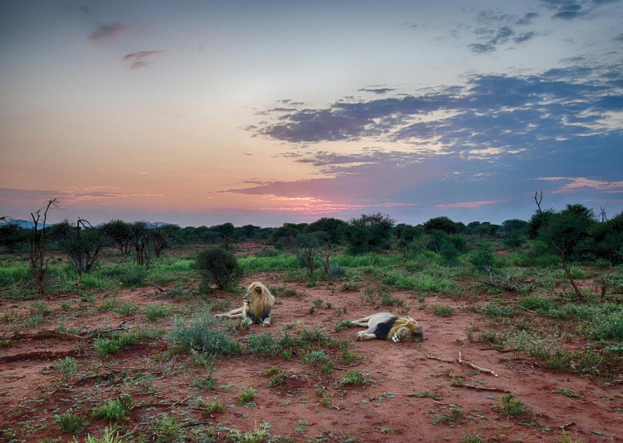 Madikwe River Lodge By Dream Resorts Madikwe Game Reserve Bagian luar foto