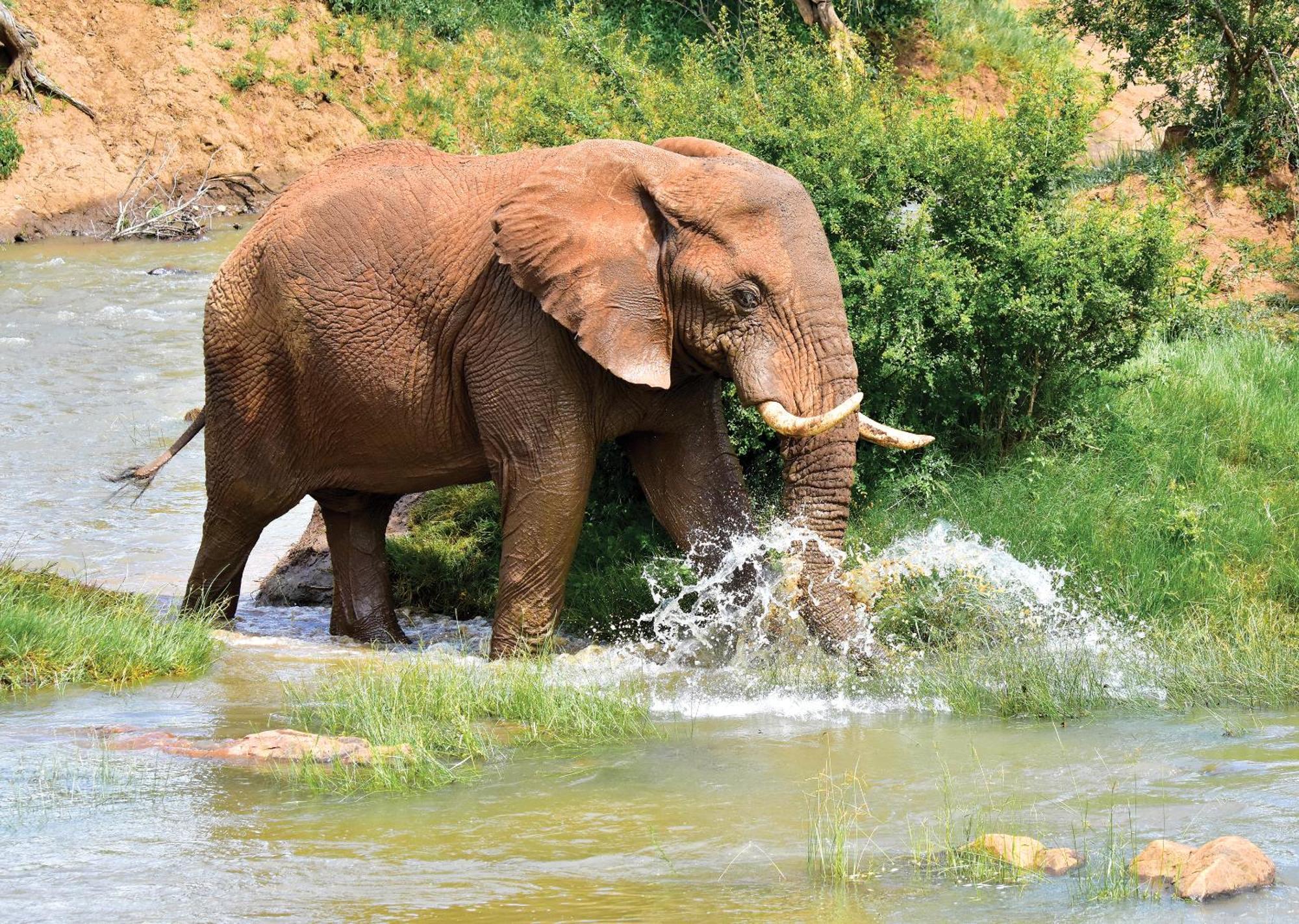 Madikwe River Lodge By Dream Resorts Madikwe Game Reserve Bagian luar foto