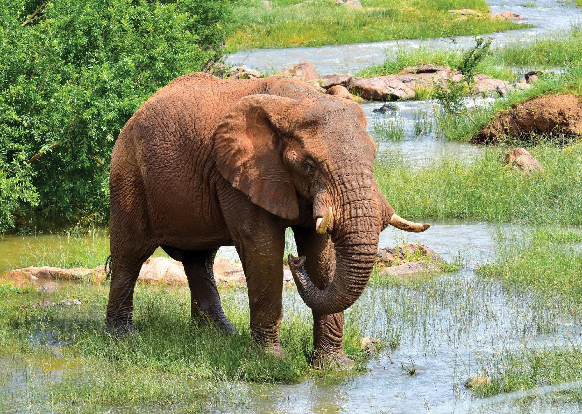 Madikwe River Lodge By Dream Resorts Madikwe Game Reserve Bagian luar foto