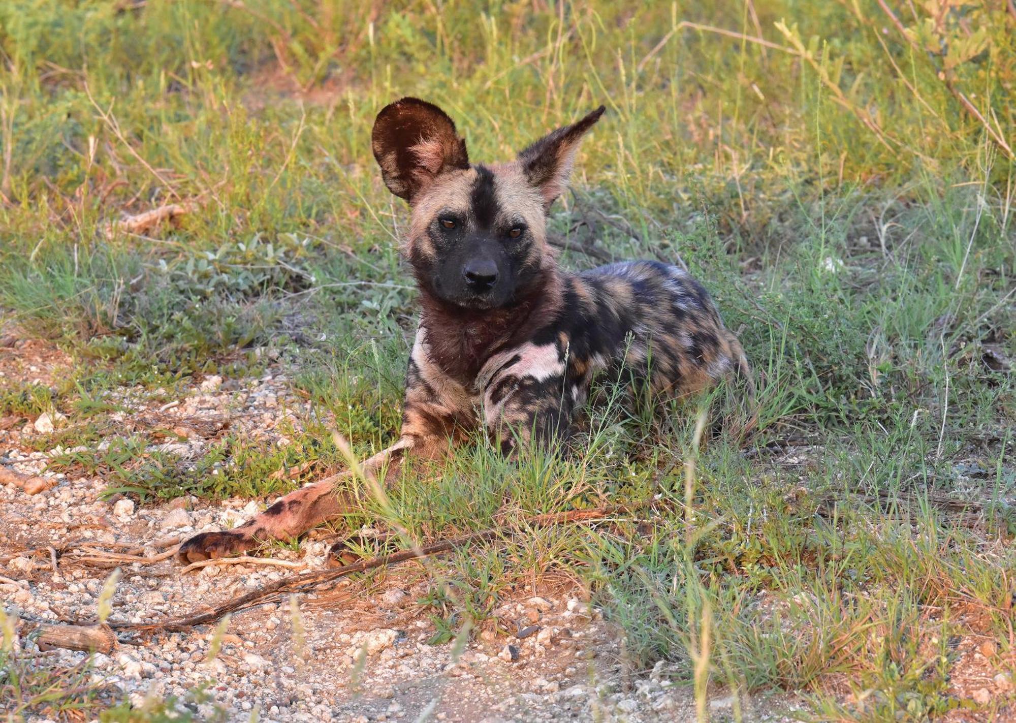 Madikwe River Lodge By Dream Resorts Madikwe Game Reserve Bagian luar foto