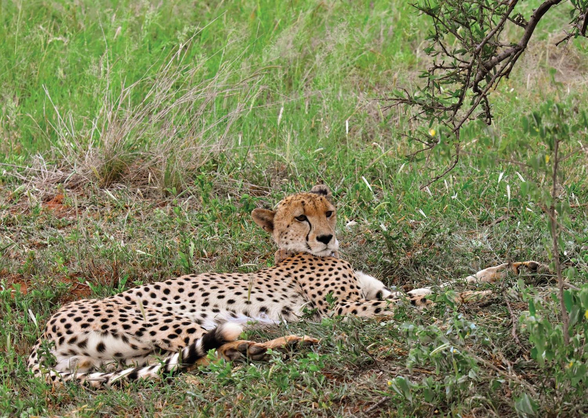 Madikwe River Lodge By Dream Resorts Madikwe Game Reserve Bagian luar foto
