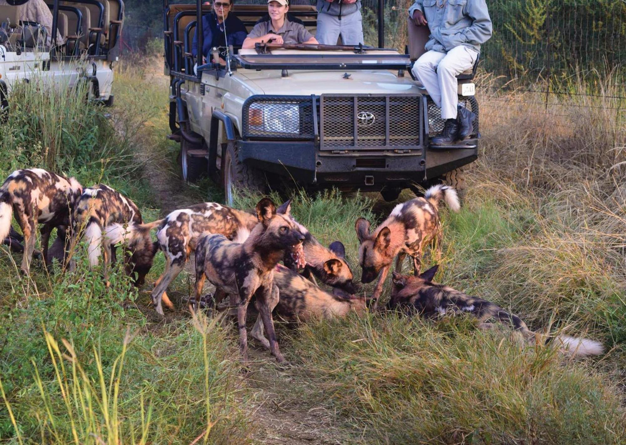 Madikwe River Lodge By Dream Resorts Madikwe Game Reserve Bagian luar foto